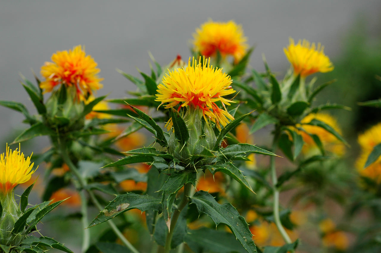 紅花