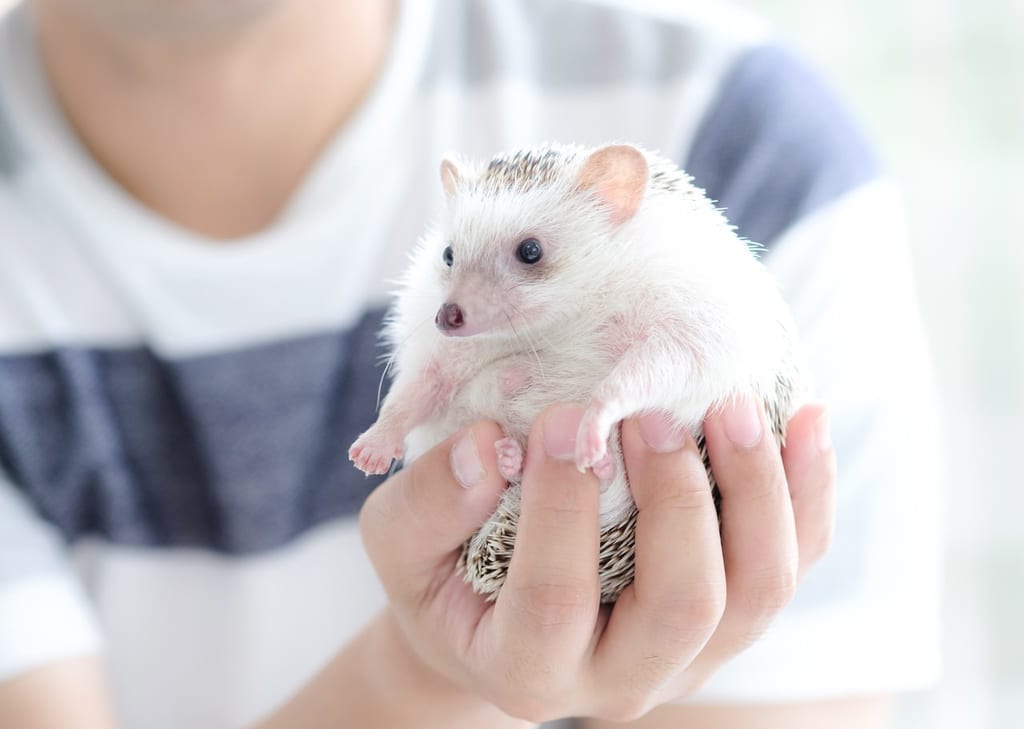ハリネズミ
