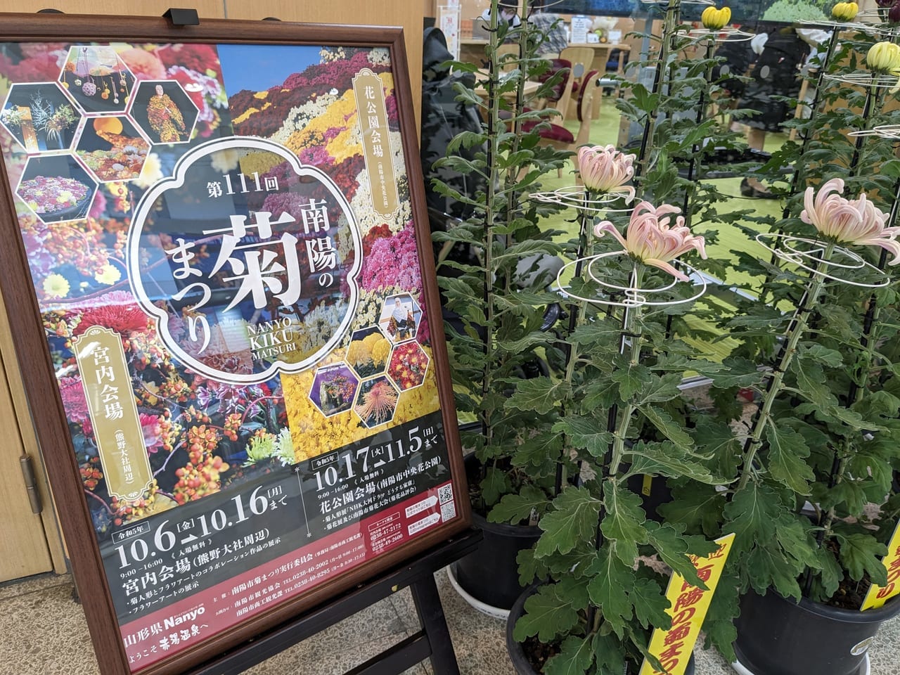 山形駅の菊(南陽の菊まつりPR)