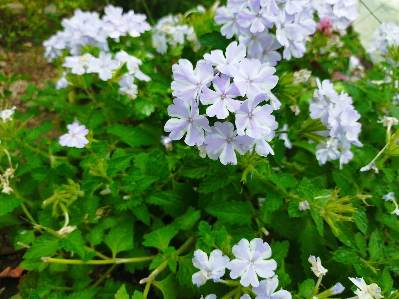 花の写真