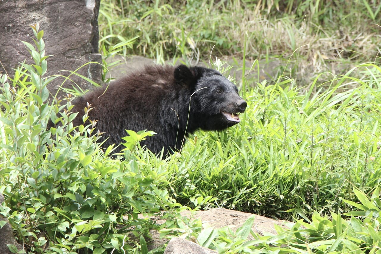 クマのイメージ画像