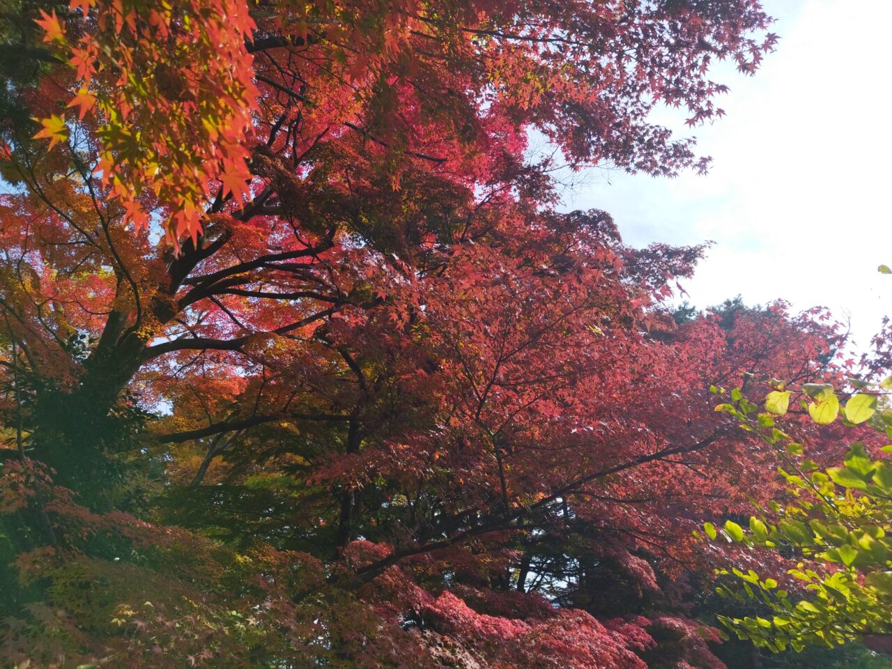 もみじ公園