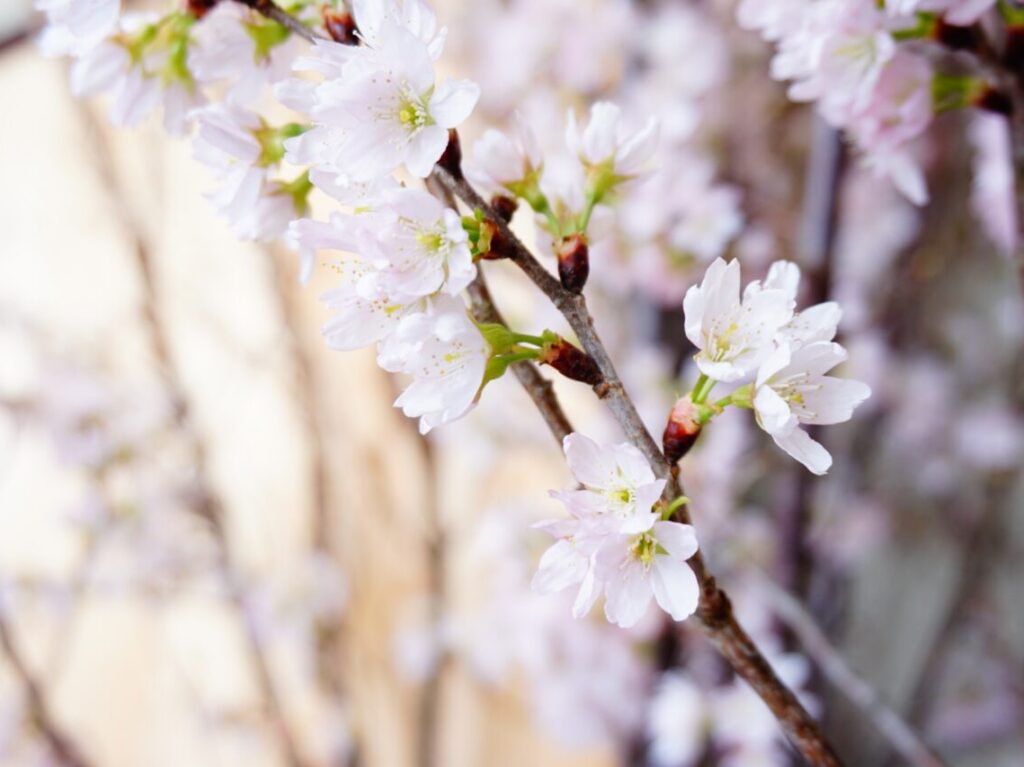 啓翁桜のイメージ画像