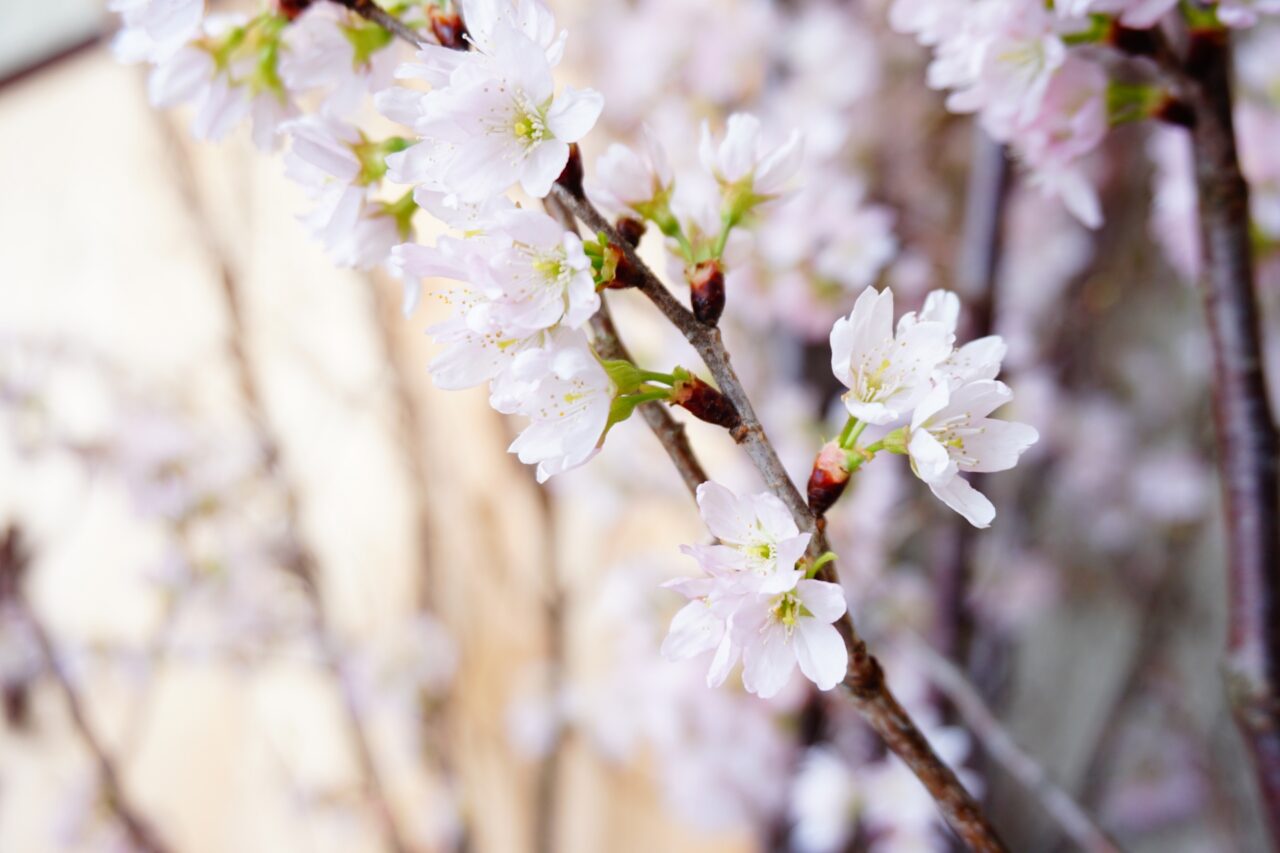 啓翁桜のイメージ画像