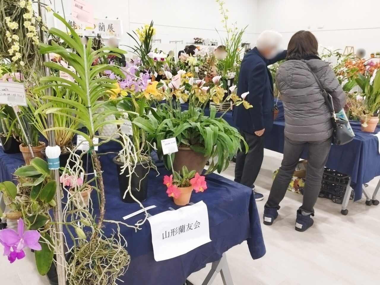 魅惑の蘭展 in 道の駅やまがた蔵王