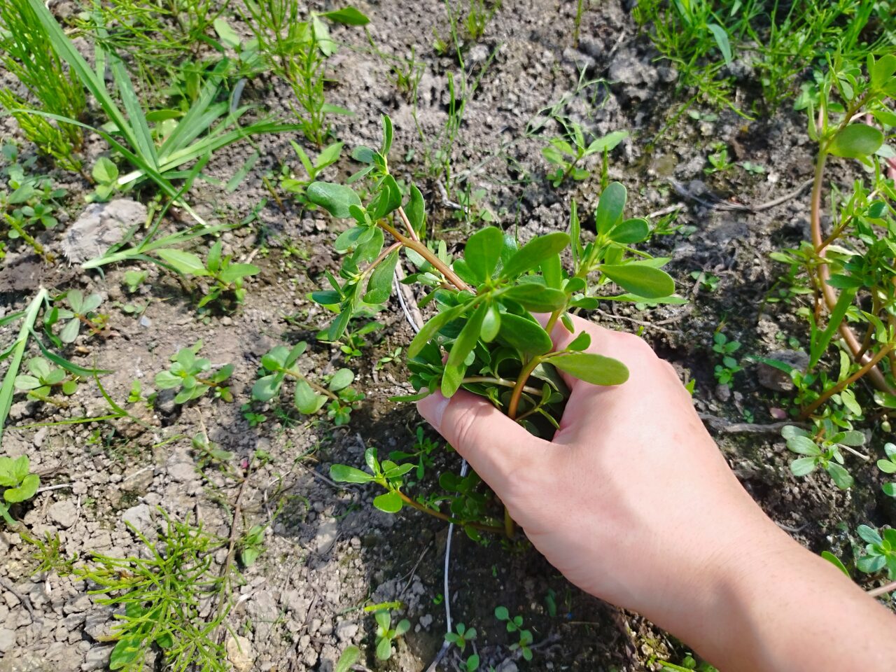 ひょう